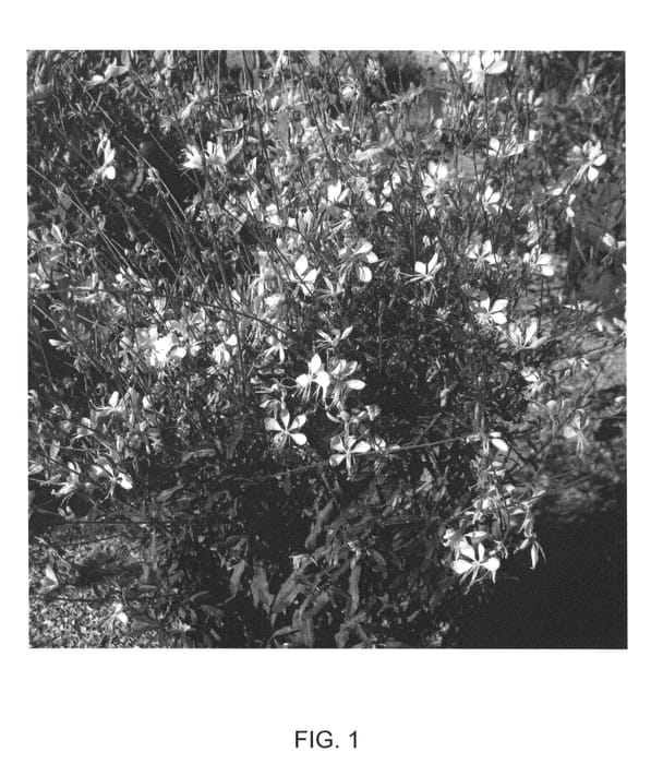 Figure 1 of US plant patent PP26161, the photograph of Mr. Liko printed in the patent.