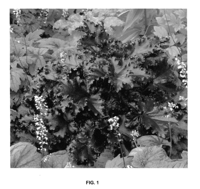 Figure 1 of US plant patent PP26162, the photograph of Black Taffeta printed in the patent.