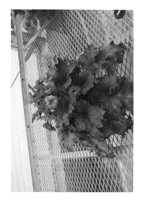 Figure 1 of US plant patent PP26163, the photograph of HAK-P-01 printed in the patent.