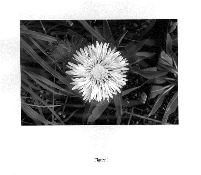 Figure 1 of US plant patent PP26164, the photograph of Divinity printed in the patent.
