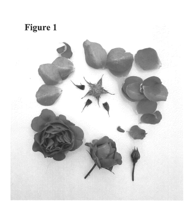 Figure 1 of US plant patent PP26165, the photograph of Poulren021 printed in the patent.