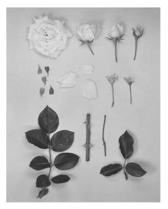 Figure 1 of US plant patent PP26166, the photograph of KORhemtra printed in the patent.