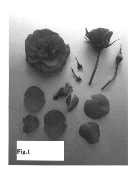 Figure 1 of US plant patent PP26167, the photograph of Poulpal053 printed in the patent.
