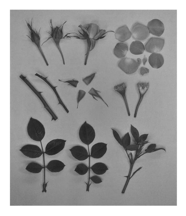 Figure 1 of US plant patent PP26168, the photograph of KORpot009 printed in the patent.