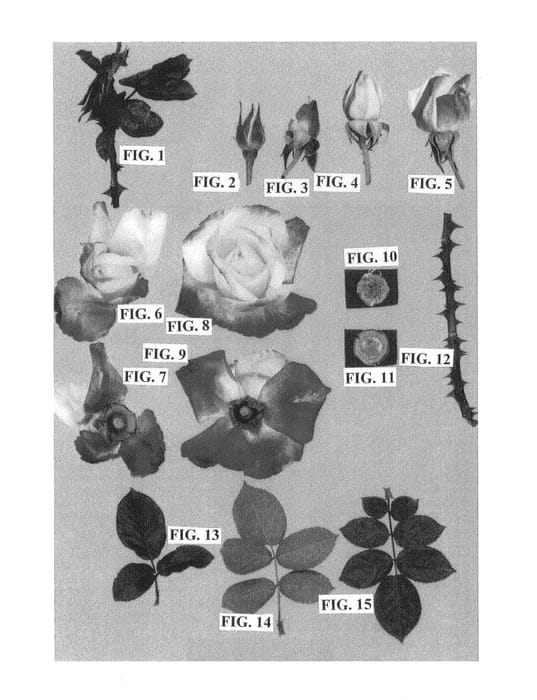 Figure 1 of US plant patent PP26169, the photograph of Meilantmen printed in the patent.