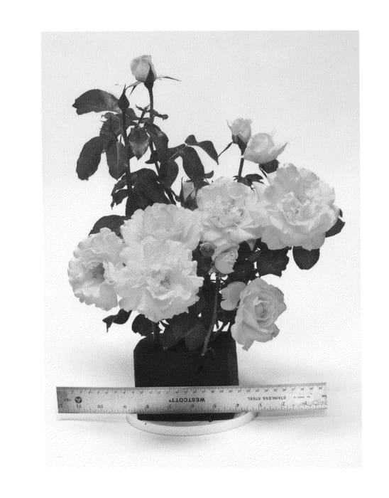 Figure 1 of US plant patent PP26170, the photograph of WEKsirjuci printed in the patent.
