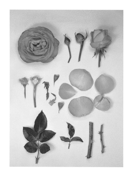 Figure 1 of US plant patent PP26171, the photograph of KORladcher printed in the patent.