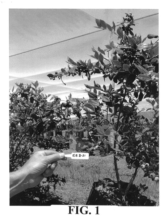 Figure 1 of US plant patent PP26172, the photograph of Blueberry plant, EB 8-21 printed in the patent.