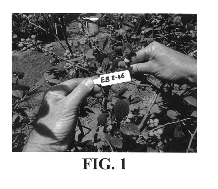 Figure 1 of US plant patent PP26173, the photograph of Blueberry plant, EB 8-46 printed in the patent.