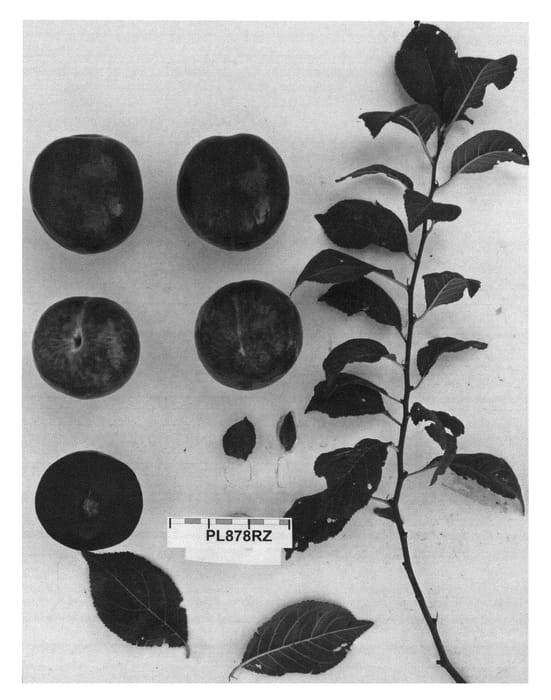 Figure 1 of US plant patent PP26174, the photograph of Suplumfortysix printed in the patent.