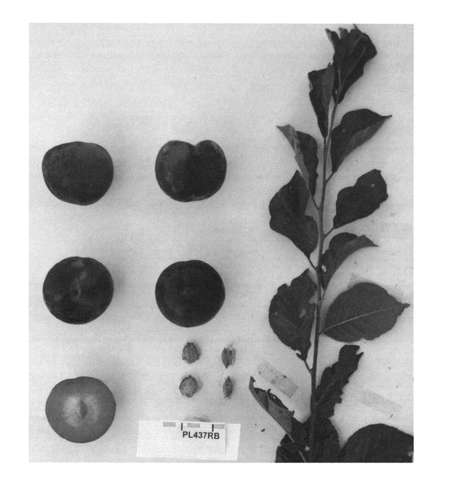 Figure 1 of US plant patent PP26175, the photograph of Suplumfortyfive printed in the patent.