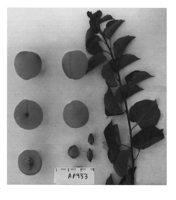 Figure 1 of US plant patent PP26176, the photograph of Suaprithirteen printed in the patent.