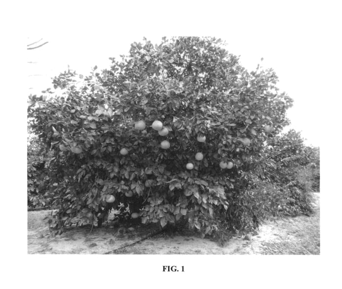 Figure 1 of US plant patent PP26177, the photograph of 914 printed in the patent.