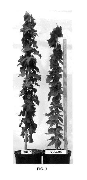 Figure 1 of US plant patent PP26178, the photograph of VDG004 printed in the patent.