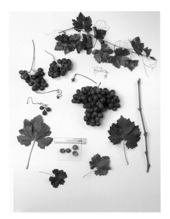 Figure 1 of US plant patent PP26179, the photograph of Sheegene-22 printed in the patent.