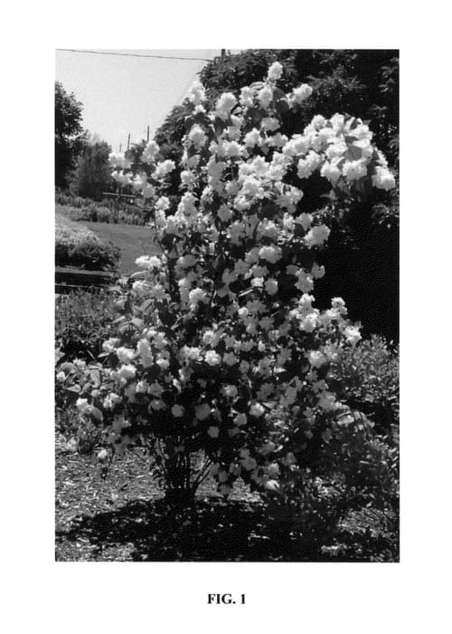 Figure 1 of US plant patent PP26180, the photograph of Incsnozam printed in the patent.