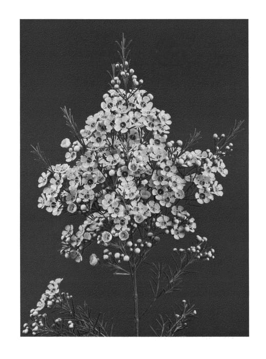 Figure 1 of US plant patent PP26181, the photograph of TITAN printed in the patent.
