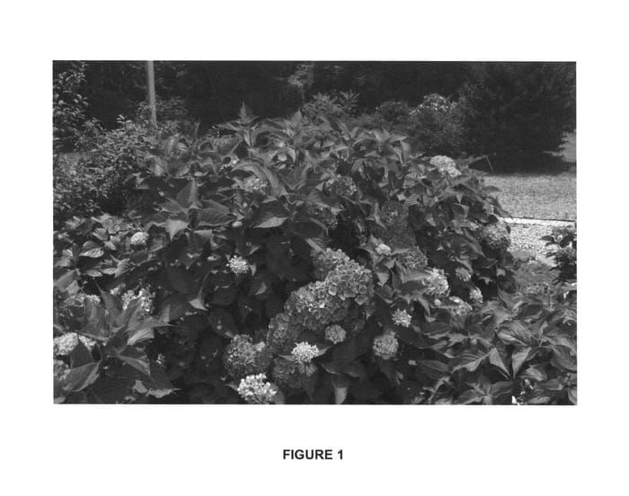 Figure 1 of US plant patent PP26182, the photograph of Bountiful Bouquets printed in the patent.