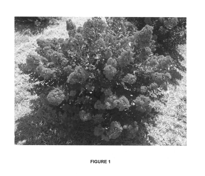 Figure 1 of US plant patent PP26183, the photograph of PIILAG-VI printed in the patent.
