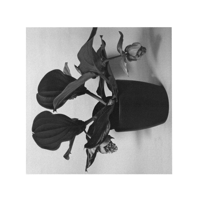 Figure 1 of US plant patent PP26184, the photograph of RS003 printed in the patent.