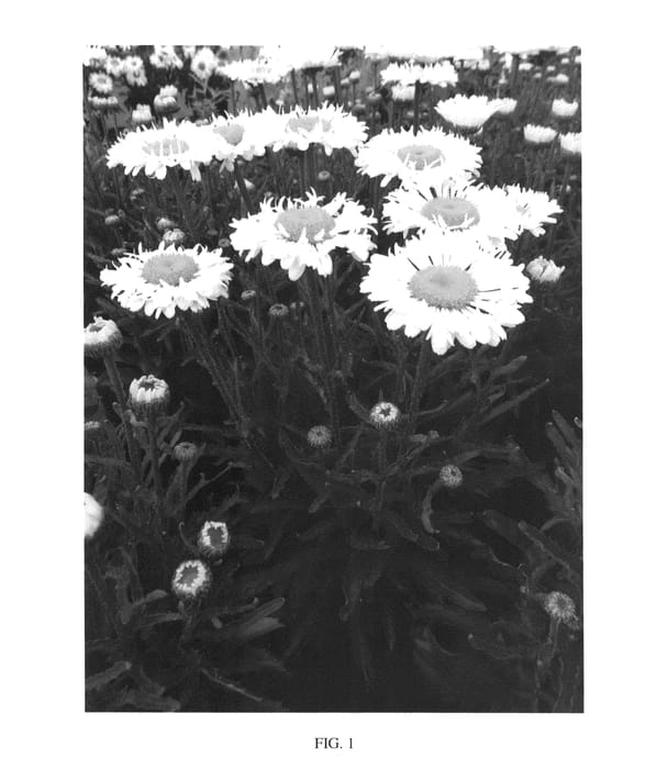 Figure 1 of US plant patent PP26185, the photograph of Real Neat printed in the patent.