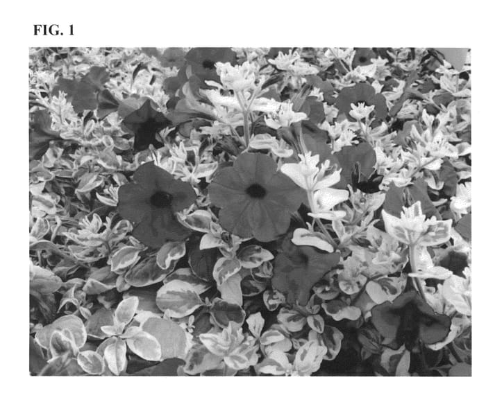 Figure 1 of US plant patent PP26186, the photograph of Drama Queen printed in the patent.