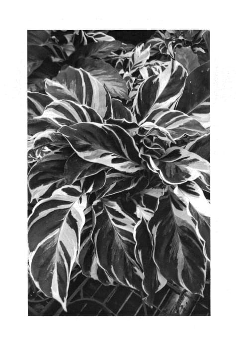 Figure 1 of US plant patent PP26187, the photograph of FUSION WHITE printed in the patent.