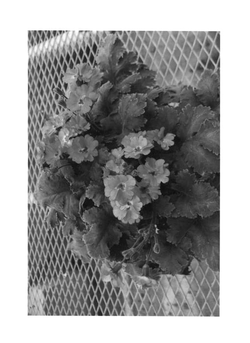 Figure 1 of US plant patent PP26188, the photograph of HAK-P-02 printed in the patent.