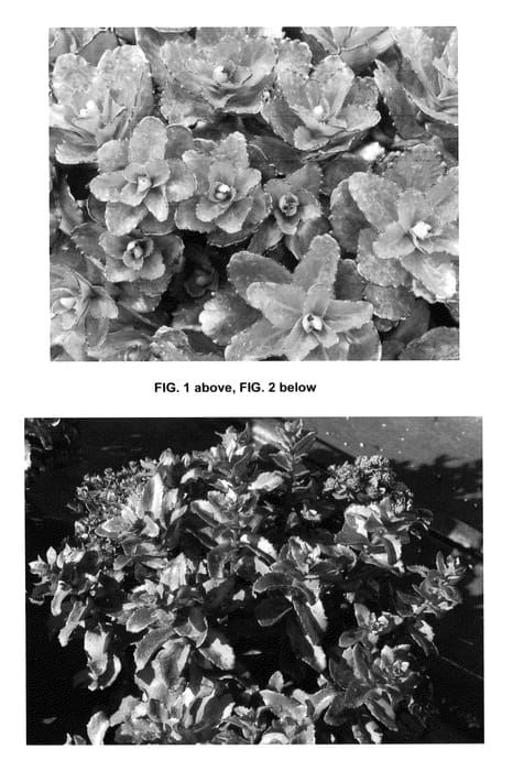Figure 1 of US plant patent PP26189, the photograph of Orbit Bronze printed in the patent.