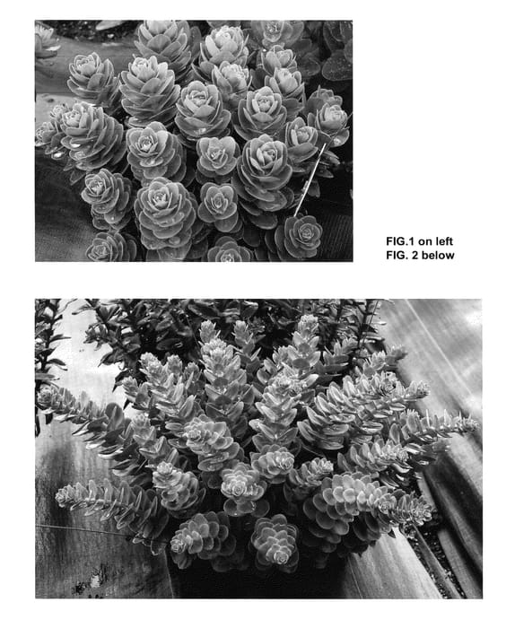 Figure 1 of US plant patent PP26190, the photograph of Rosetta printed in the patent.