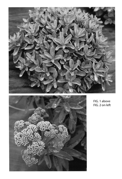 Figure 1 of US plant patent PP26191, the photograph of Marina printed in the patent.