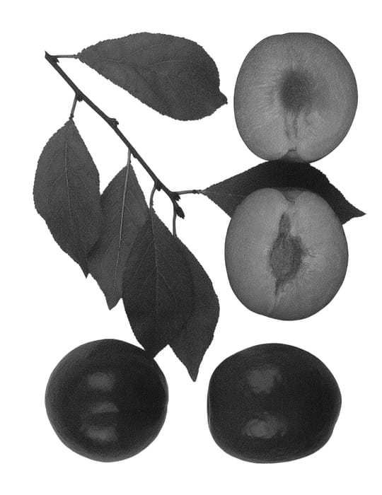 Figure 1 of US plant patent PP26192, the photograph of AUTUMN TREAT printed in the patent.