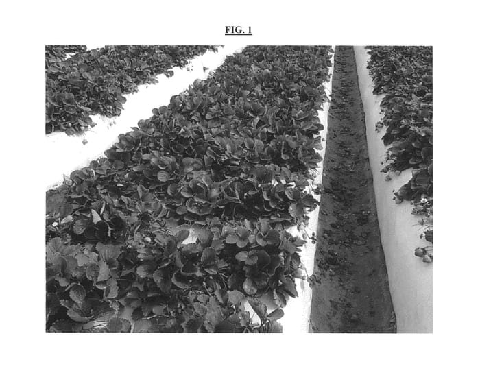 Figure 1 of US plant patent PP26193, the photograph of PRIZE printed in the patent.