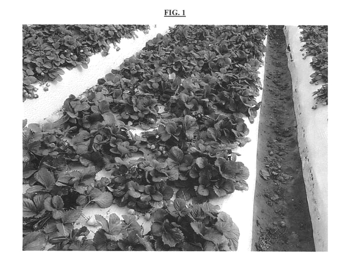 Figure 1 of US plant patent PP26194, the photograph of PE-3.222 printed in the patent.