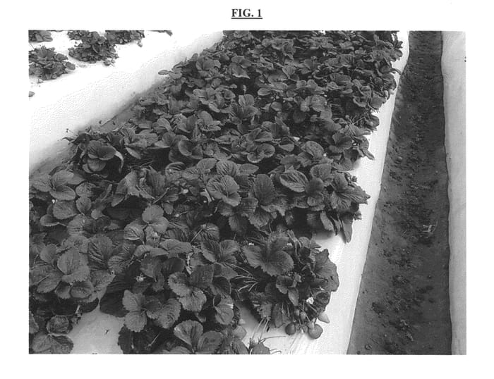 Figure 1 of US plant patent PP26195, the photograph of PE-3.219 printed in the patent.