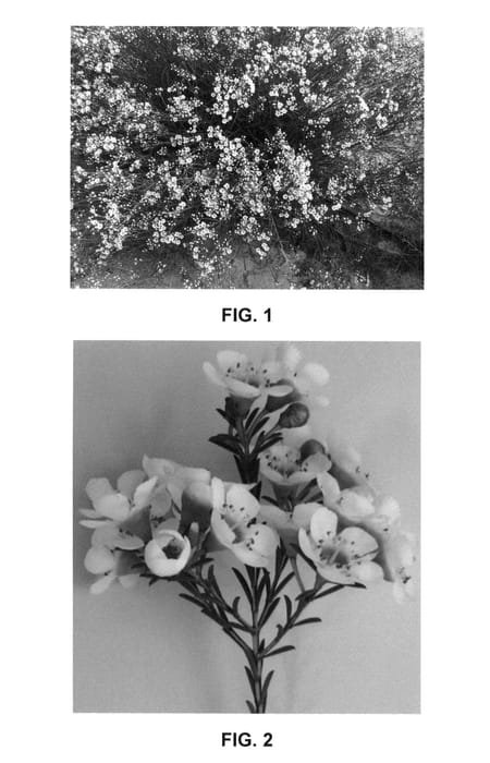 Figure 1 of US plant patent PP26196, the photograph of WX 74 printed in the patent.