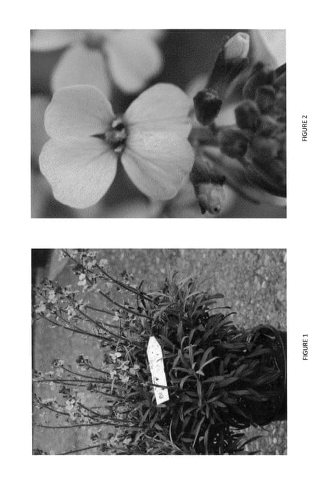 Figure 1 of US plant patent PP26197, the photograph of ERFZ0001 printed in the patent.