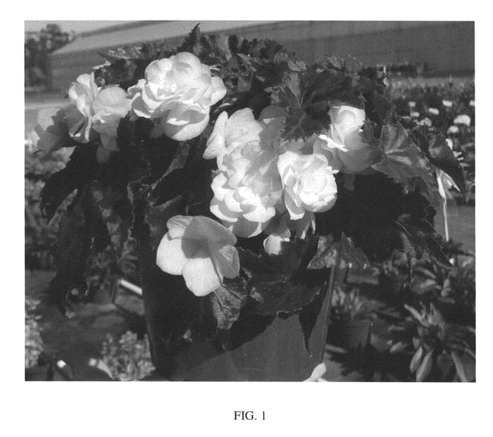 Figure 1 of US plant patent PP26198, the photograph of Lemon Rose printed in the patent.