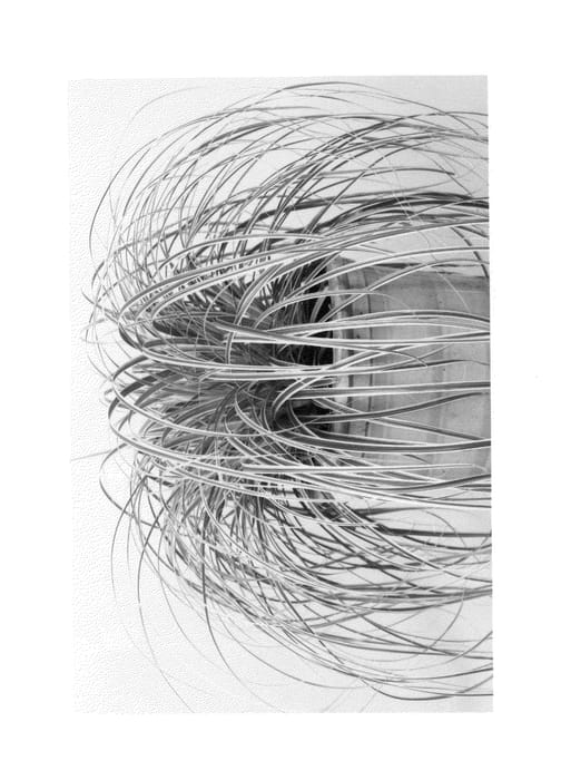 Figure 1 of US plant patent PP26199, the photograph of ET CRX01 printed in the patent.