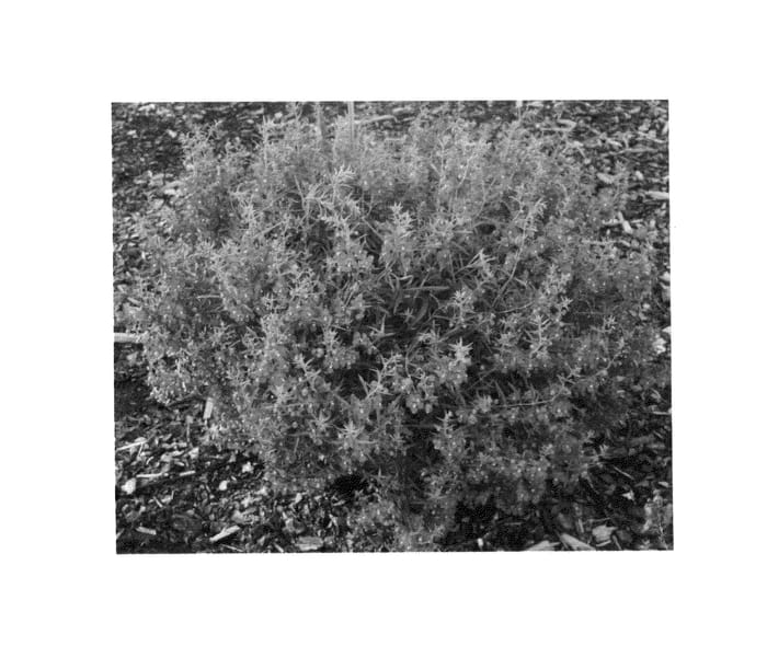 Figure 1 of US plant patent PP26200, the photograph of Lotrablu printed in the patent.