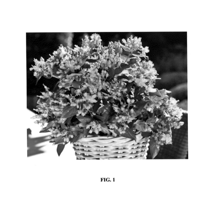 Figure 1 of US plant patent PP26201, the photograph of Ruihyh004b printed in the patent.