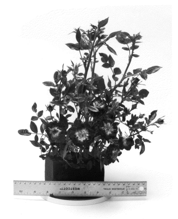 Figure 1 of US plant patent PP26202, the photograph of WEKwibypur printed in the patent.