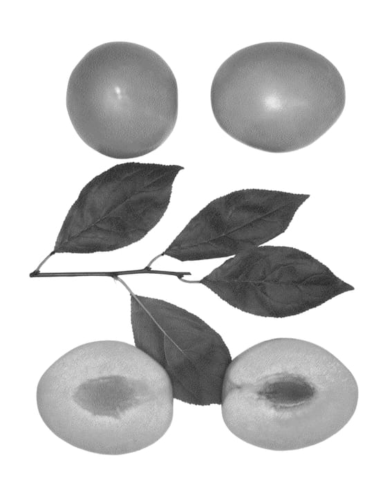 Figure 1 of US plant patent PP26203, the photograph of AMBER GLO printed in the patent.