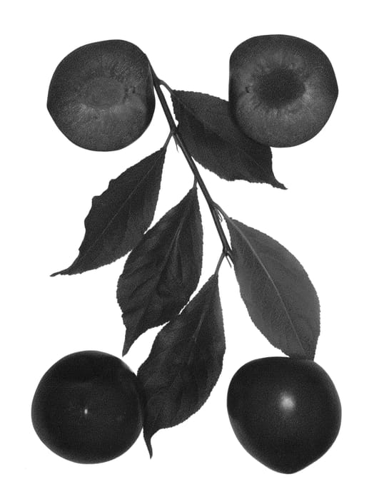 Figure 1 of US plant patent PP26204, the photograph of Crimson Rose printed in the patent.
