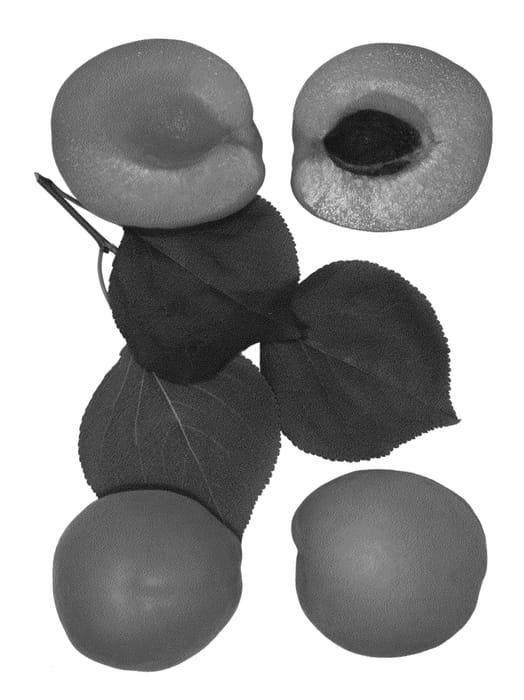 Figure 1 of US plant patent PP26205, the photograph of WESTON printed in the patent.