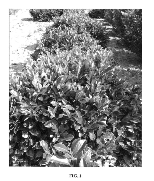 Figure 1 of US plant patent PP26206, the photograph of Zita printed in the patent.