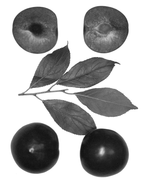 Figure 1 of US plant patent PP26207, the photograph of Bella Red printed in the patent.