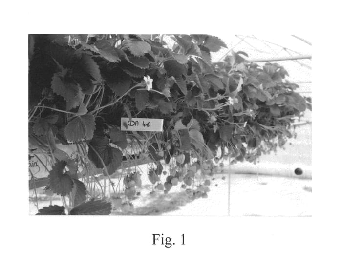 Figure 1 of US plant patent PP26208, the photograph of Deluxe printed in the patent.