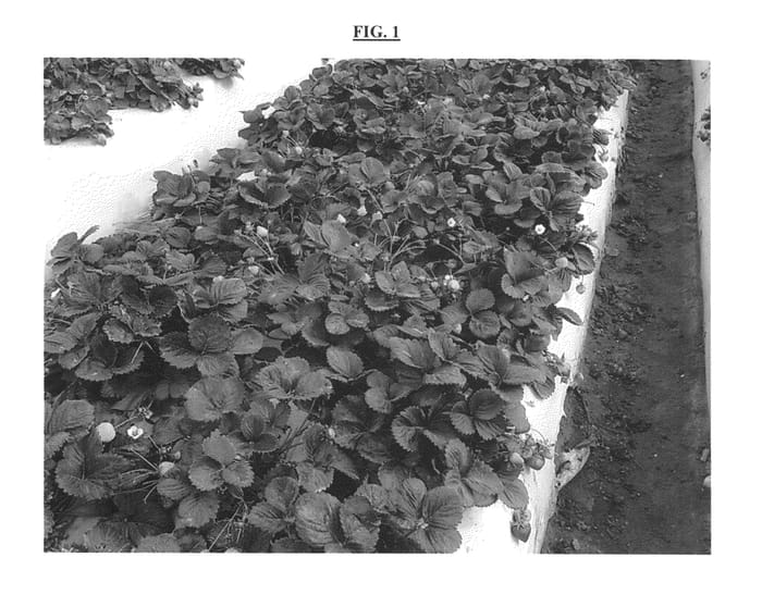Figure 1 of US plant patent PP26209, the photograph of PE-6.2036 printed in the patent.