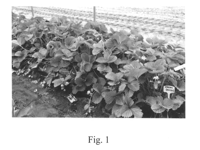 Figure 1 of US plant patent PP26210, the photograph of Dream printed in the patent.